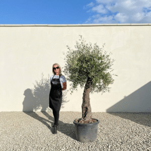 A858 Gnarled Olive Tree (Piccolo)