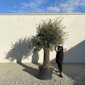 A860 Gnarled Olive Tree (Bella)