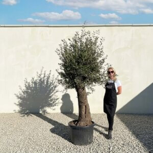 A861 Gnarled Olive Tree (Bella)
