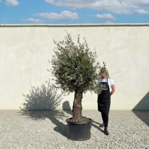 A862 Gnarled Olive Tree (Bella)