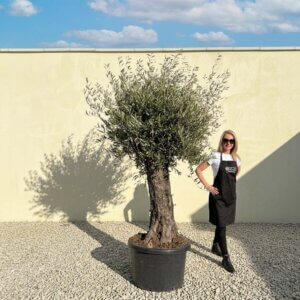 A863 Gnarled Olive Tree (Bella)
