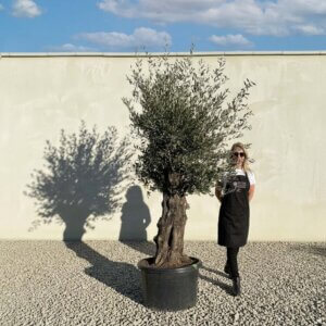 A864 Gnarled Olive Tree (Bella)