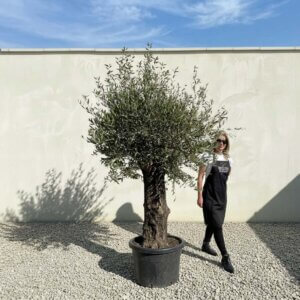 A865 Gnarled Olive Tree (Bella)