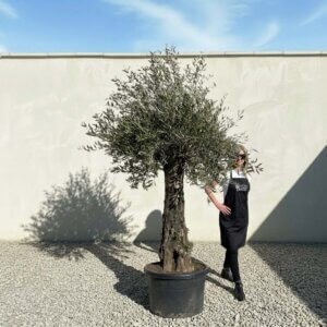 A866 Gnarled Olive Tree (Bella)