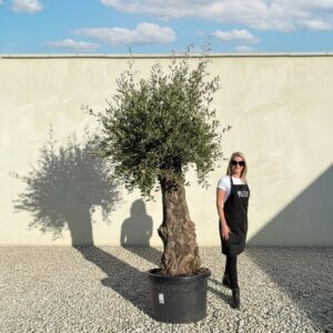 A867 Gnarled Olive Tree (Bella)