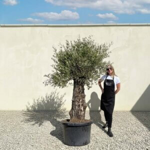 A868 Gnarled Olive Tree (Bella)