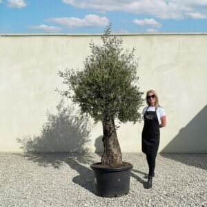 A869 Gnarled Olive Tree (Bella)