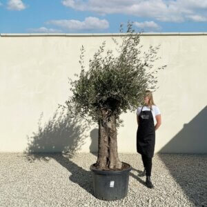 A870 Gnarled Olive Tree (Bella)