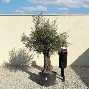 A872 Gnarled Olive Tree (Bella)