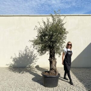 A873 Gnarled Olive Tree (Bella)
