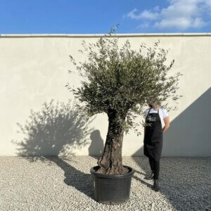 A878 Gnarled Olive Tree (Bella)