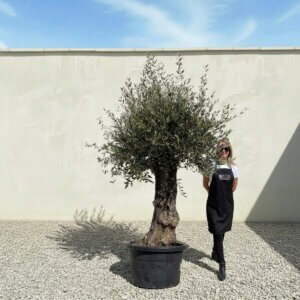 A880 Gnarled Olive Tree (Bella)