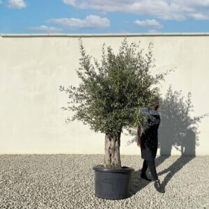 A881 Gnarled Olive Tree (Bella)