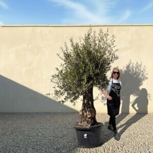 A882 Gnarled Olive Tree (Bella)