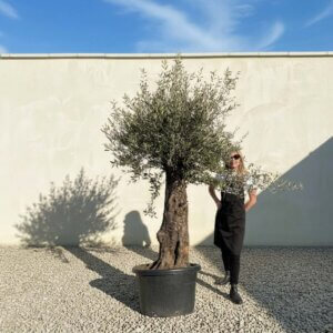 A884 Gnarled Olive Tree (Bella)