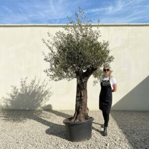 A885 Gnarled Olive Tree (Bella)