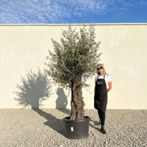 A886 Gnarled Olive Tree (Bella)