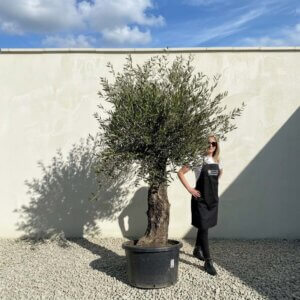 A887 Gnarled Olive Tree (Bella)