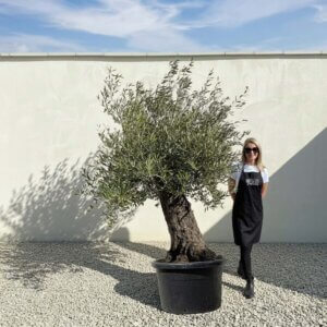 A888 Gnarled Olive Tree (Bella)