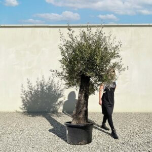 A889 Gnarled Olive Tree (Bella)