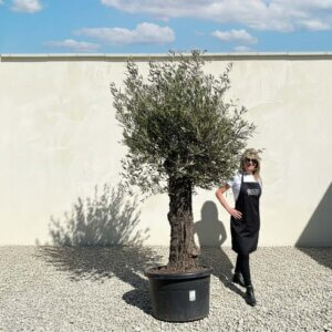 A890 Gnarled Olive Tree (Bella)