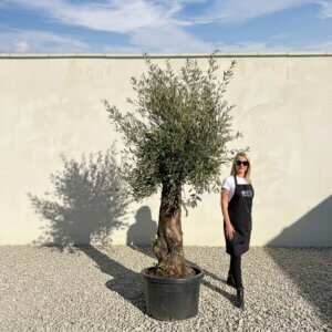 A891 Gnarled Olive Tree (Bella)