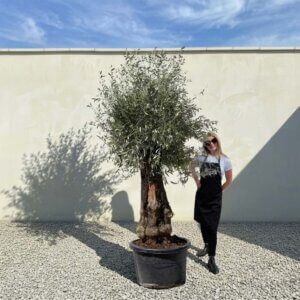 A892 Gnarled Olive Tree (Bella)