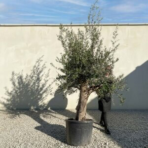 Multistem Olive Tree XL A898 (Arcadia)