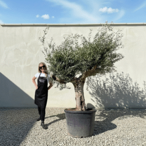 Multistem Olive Tree XL A904 (Arcadia)