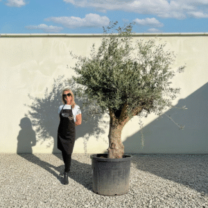 Multistem Olive Tree XL A905 (Arcadia)