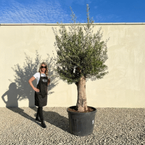 Multistem Olive Tree XL A910 (Arcadia)