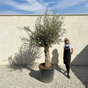 Multistem Olive Tree XL A916 (Arcadia)