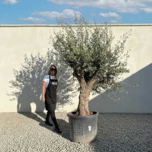 Multistem Olive Tree XL A918 (Arcadia)