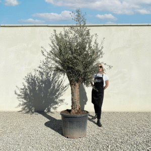 Multistem Olive Tree XL A634 (Arcadia)