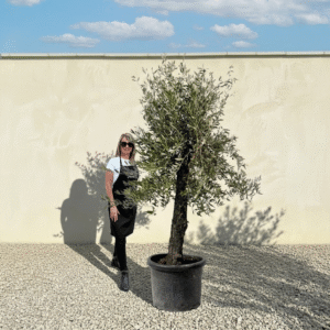 A648 Gnarled Olive Tree (Piccolo)