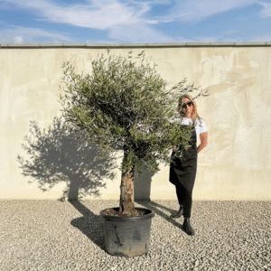 A655 Gnarled Olive Tree (Piccolo)