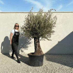 A920 Gnarled Olive Tree (Bella)