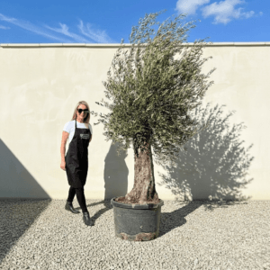 A921 Gnarled Olive Tree (Bella)