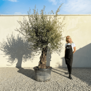 A923 Gnarled Olive Tree (Bella)