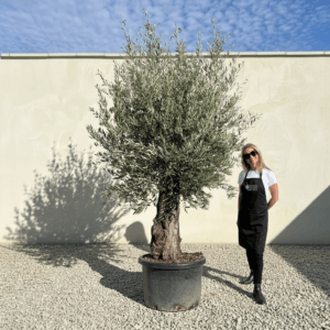 A925 Gnarled Olive Tree (Bella)