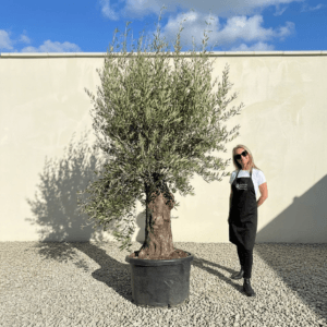 A927 Gnarled Olive Tree (Bella)