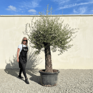 A928 Gnarled Olive Tree (Bella)