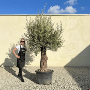 A929 Gnarled Olive Tree (Bella)