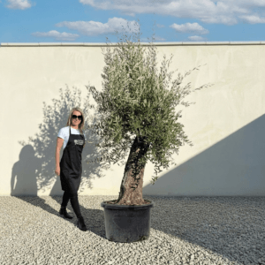 A930 Gnarled Olive Tree (Bella)
