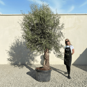 A931 Gnarled Olive Tree (Bella)