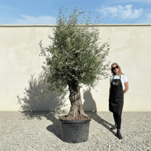 A932 Gnarled Olive Tree (Bella)