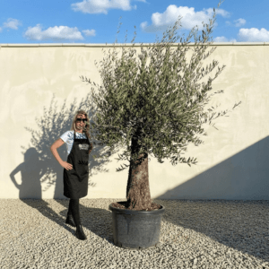 A933 Gnarled Olive Tree (Bella)