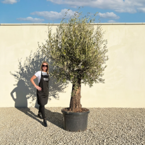 A934 Gnarled Olive Tree (Bella)