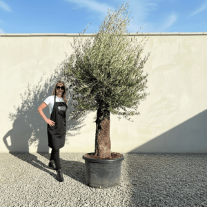 A935 Gnarled Olive Tree (Bella)