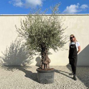 A936 Gnarled Olive Tree (Bella)